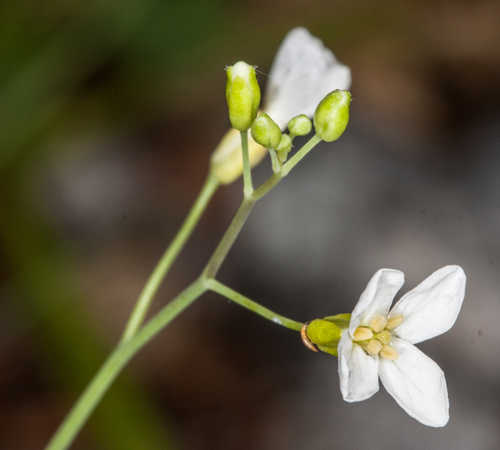 Arabidopsis lyrata #2